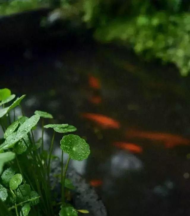 一方小院，栖居诗意生活