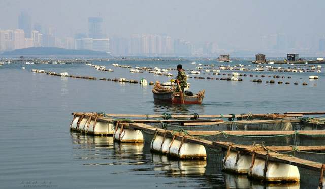 海鱼能人工养殖吗？我们吃的鱼究竟从哪里来？