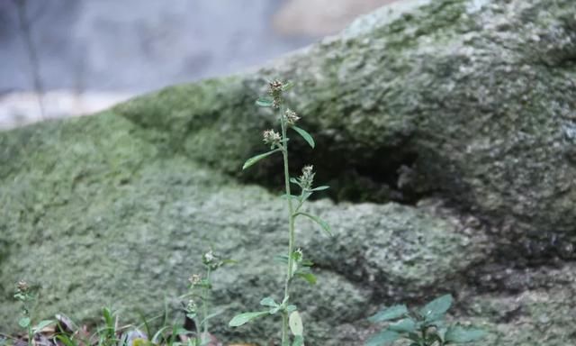 舌尖上的东坪山