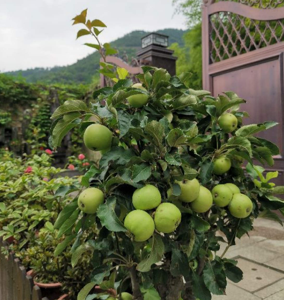 苹果吃不完，学会这3种处理方法，又能储存还实用