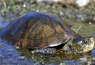 陆龟和水陆两栖龟区别，图解35种水陆两栖龟，趣味赏玩