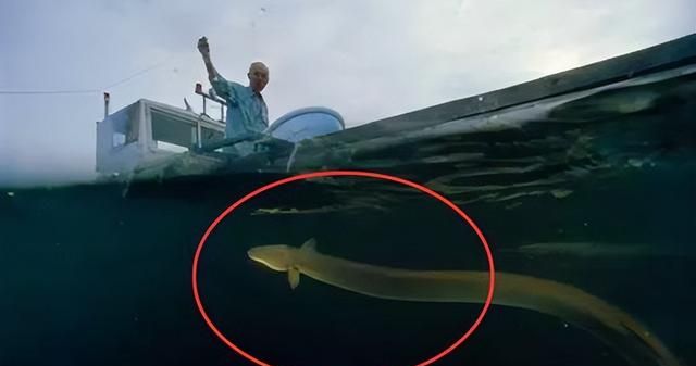 水怪出没？英国夫妇在尼斯湖拍到大型神秘动物，在水下快速游动