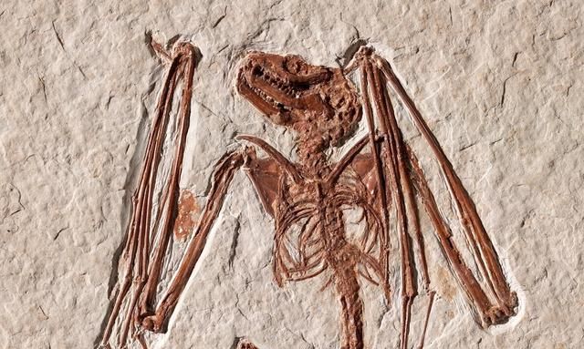 5200万年前蝙蝠化石背后的奇闻怪事