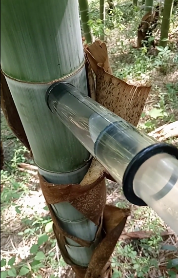 竹子里的竹酿酒居然是这么酿的