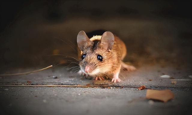 科学灭鼠五步法，学会可快速清除家里的老鼠