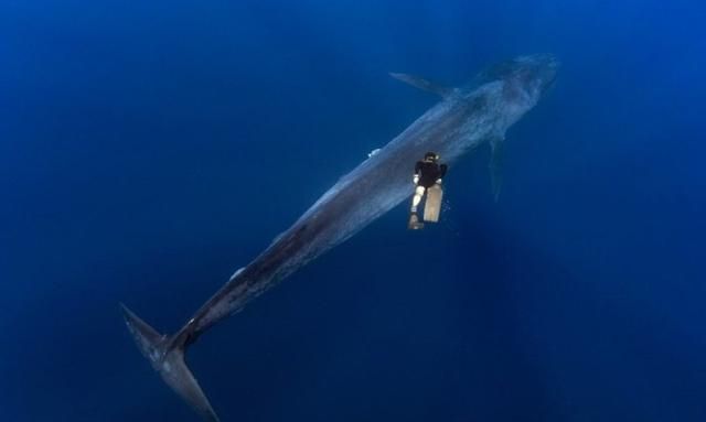 38张照片深度呈现深海恐惧，一张比一张恐怖，看得人脊背发冷