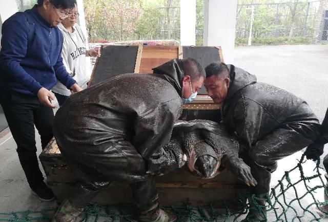 中国唯一雌性斑鳖人工授精后死亡 该动物全球已知仅剩三只