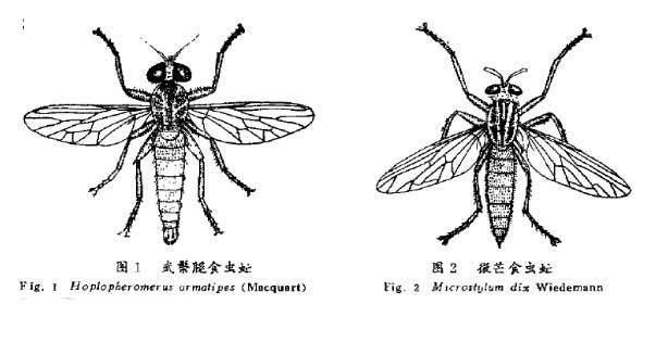 看着像个大苍蝇，其实不是大苍蝇，空战之王食虫虻