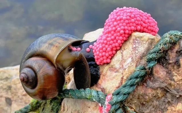 一口6000条寄生虫，印度特爱吃的福寿螺，中国为何不出口？