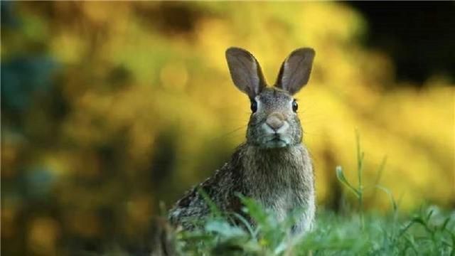美国出现兔子病毒，为何传闻病毒来源于中国实验室，真相是什么？