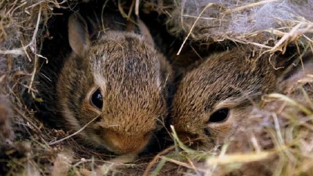 美国出现兔子病毒，为何传闻病毒来源于中国实验室，真相是什么？