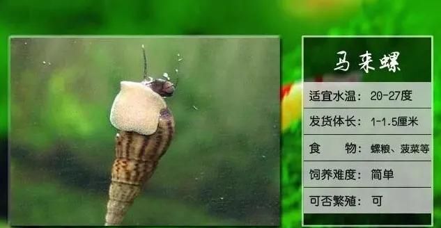 观赏螺大全