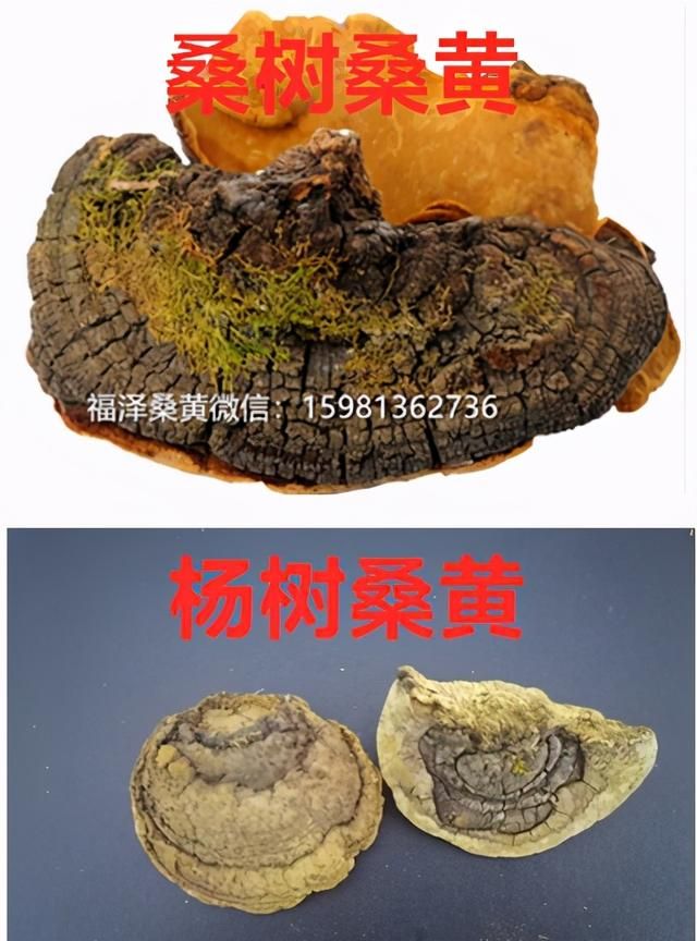 桑黄的种类，那种桑黄才有药用价值，我们怎样辨别桑树桑黄？