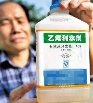 采后技术｜树上的百香果可以催熟吗？如何对百香果进行催熟？