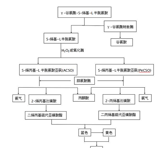 【技术分享】大蒜绿变现象研究进展