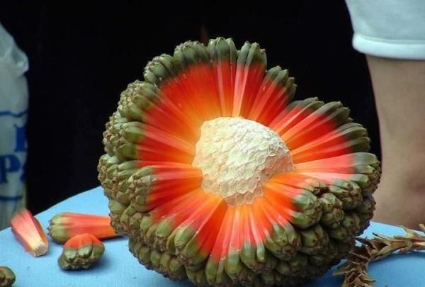 被西方人称为东南亚10种妖孽水果，我吃过一种！你吃过几种？