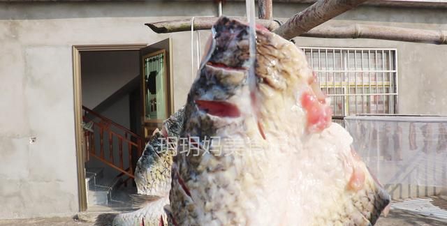 教你正宗腌腊鱼的方法，配料简单味道足，保存时间越长吃起来越香