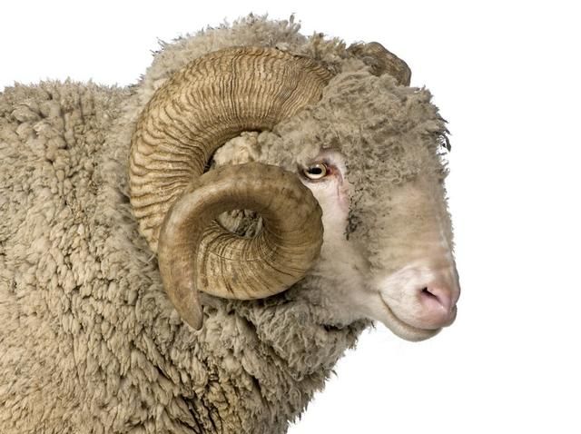 “薅羊毛”千万不要薅错，这些品种的羊也许你还没有见过