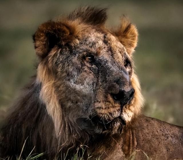 “世界上最长寿的狮子”在肯尼亚野生动物园被刺死亡