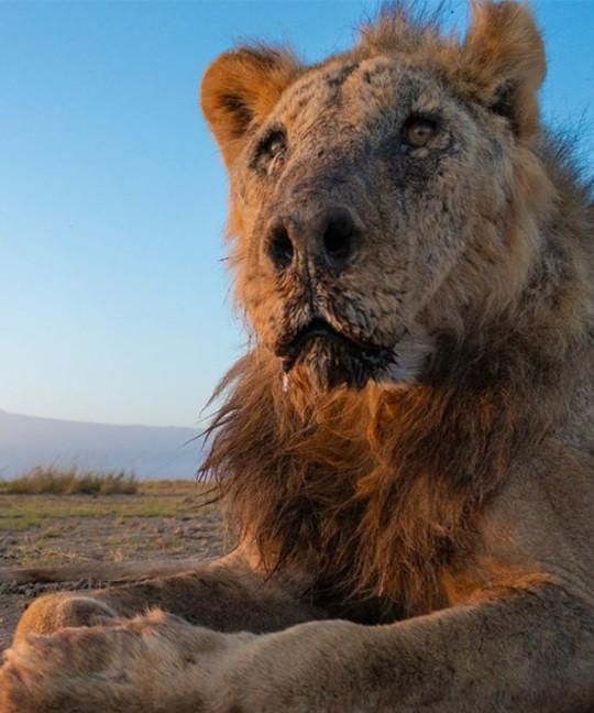 “世界上最长寿的狮子”在肯尼亚野生动物园被刺死亡