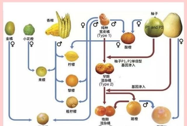 柑橘，一个极其“混乱”的水果家族