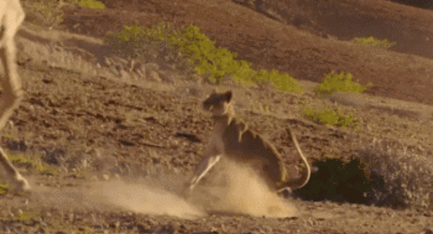 36张恐怖生物照：长颈鹿踩断狮子肋骨，发疯鳄鱼陆地翻滚停不下来