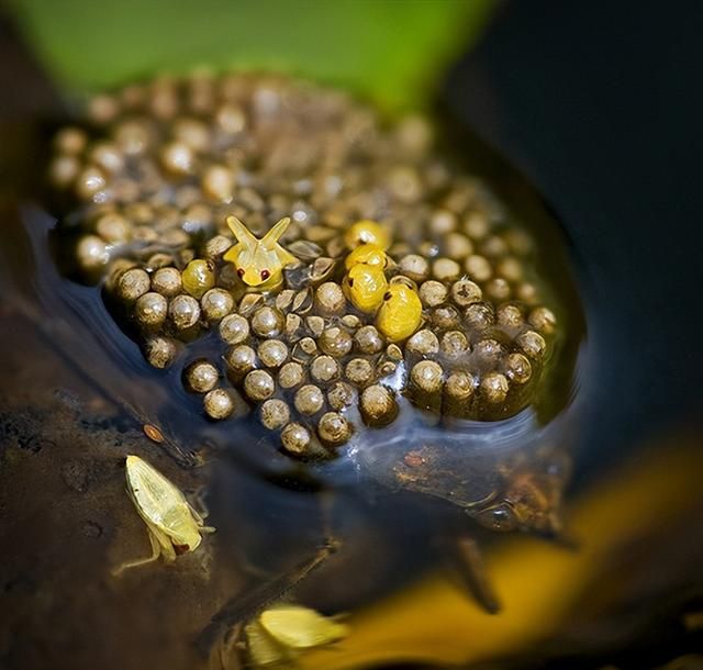 36张恐怖生物照：长颈鹿踩断狮子肋骨，发疯鳄鱼陆地翻滚停不下来