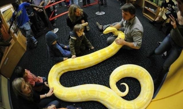 36张恐怖生物照：长颈鹿踩断狮子肋骨，发疯鳄鱼陆地翻滚停不下来