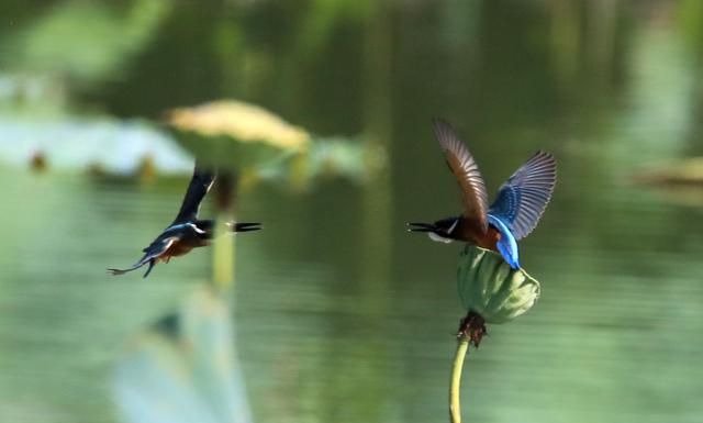 国家二级保护动物翠鸟