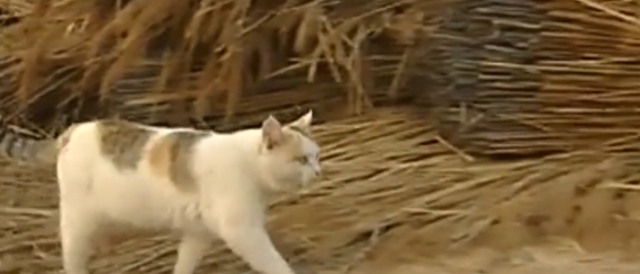 09年，辽宁粮仓遭遇特大鼠患，员工将猫咪训练成兵，开展猫鼠大战