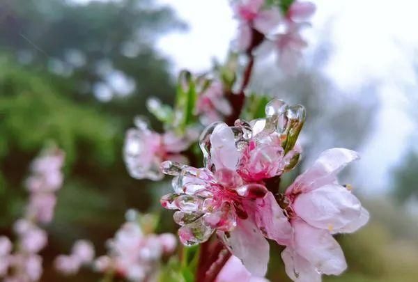 鹅毛大雪、冰粒、雨凇！听说郑州下冰雹了？专家：是霰（xian）