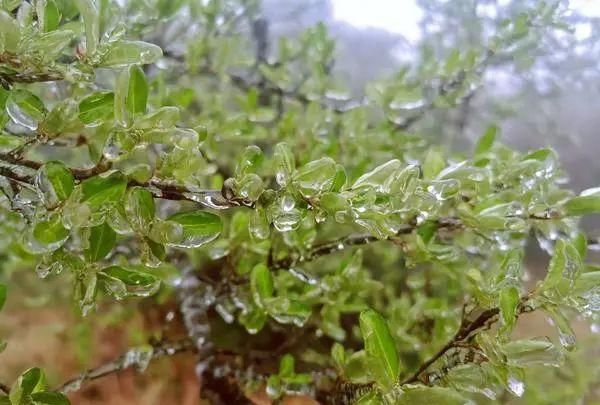 鹅毛大雪、冰粒、雨凇！听说郑州下冰雹了？专家：是霰（xian）