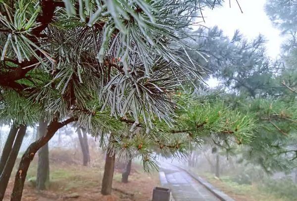 鹅毛大雪、冰粒、雨凇！听说郑州下冰雹了？专家：是霰（xian）