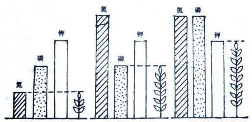 翻入肥料好，还是耙使用好？秋翻肥料产量高还是直接滴灌产量高？