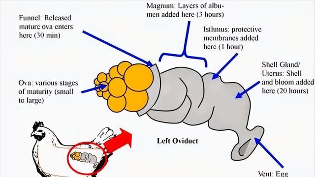 鸡为什么365天都在下蛋？而且未受精，人类利用了鸡的bug