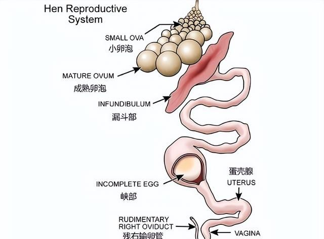 鸡为什么365天都在下蛋？而且未受精，人类利用了鸡的bug
