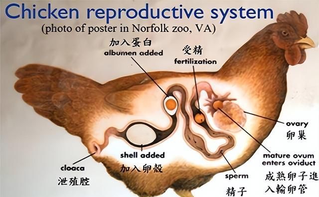 鸡为什么365天都在下蛋？而且未受精，人类利用了鸡的bug