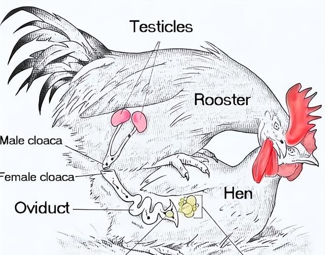 鸡为什么365天都在下蛋？而且未受精，人类利用了鸡的bug