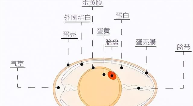 鸡为什么365天都在下蛋？而且未受精，人类利用了鸡的bug