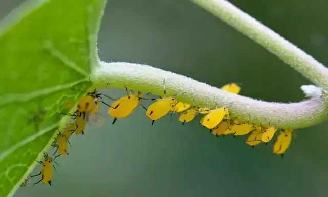 浇花的水兑什么不生虫子(用什么浇花防止生小虫)图12