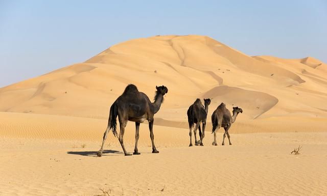 3人徒步罗布泊，2天时间怪事连连，最终却被5头神奇的骆驼相救