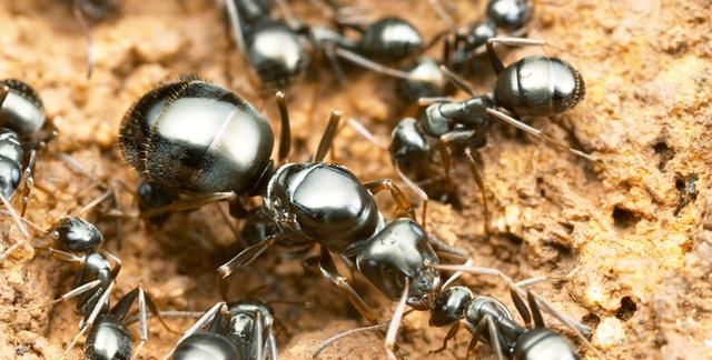 如果“蚁后”不幸死了，剩下的蚂蚁将会怎样？