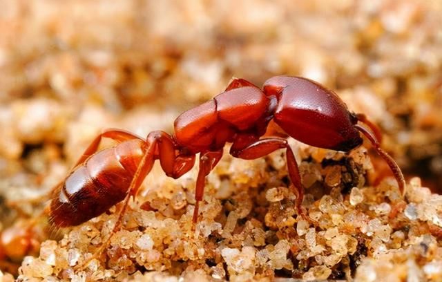 如果“蚁后”不幸死了，剩下的蚂蚁将会怎样？