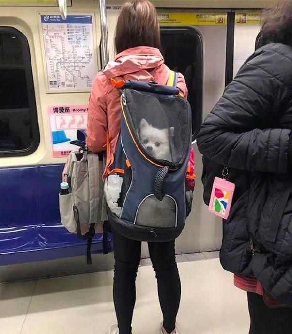 地铁上看到一妹子背包里的狗，忍不住拍了张照，放大一看有惊喜