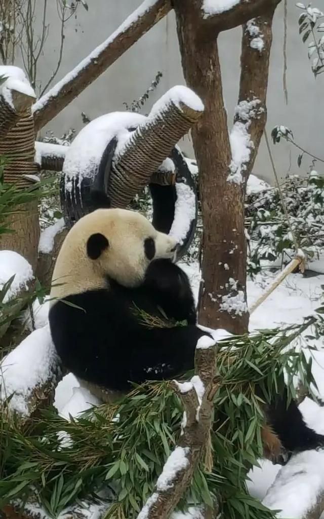 熊猫怕冷不？哪些动物要烤火……速度围观黔灵山公园的动物如何“花式过冬”