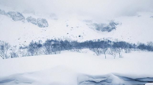 暴雪时，黑龙江刺猬选择冬眠，东北虎应对寒冷有诀窍