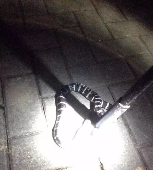 好危险！浙江男子夜钓遇剧毒银环蛇！为中国最毒的蛇，毒性有多猛