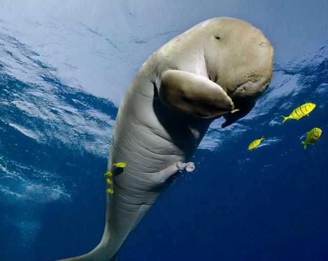 1968年科学家深海拍到人鱼照片，传说中的“美人鱼”或许真实存在