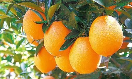 国内脐橙比较好的优良品种是哪些