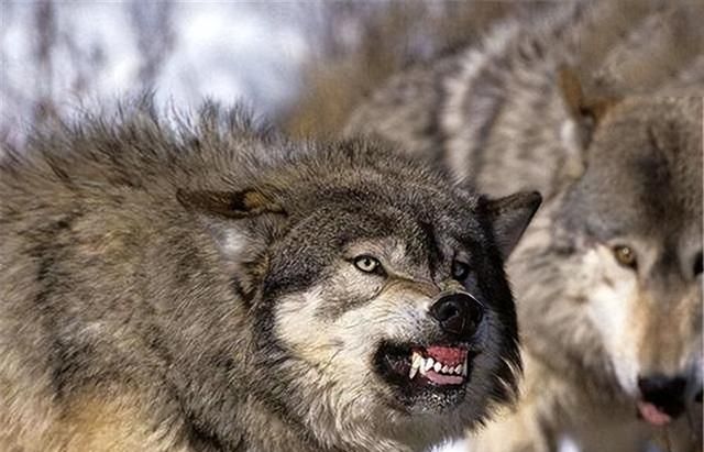狼凶残、嗜血，为何狗却能与其他动物相处的很好？